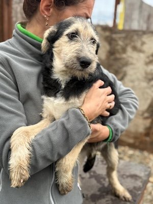 Berti