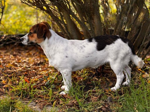 FB IMG 1763328028436 copy 512x384