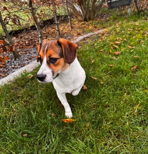 FB IMG 1763328039164 copy 493x512