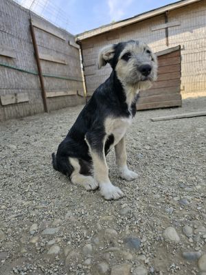 Berti