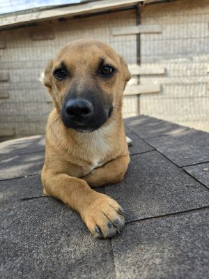 Penelope