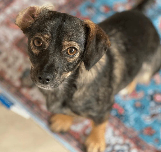 2025 09 26 09 52 23 chat wolfschmidt, sabine microsoft teams