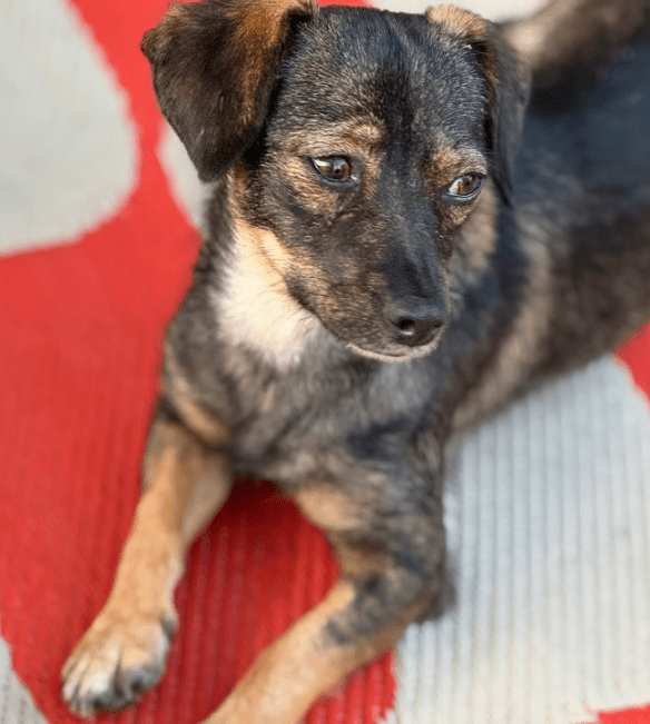 2025 09 26 09 52 26 chat wolfschmidt, sabine microsoft teams