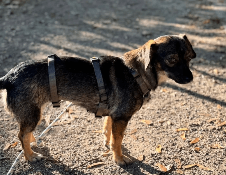 2025 09 26 09 52 32 chat wolfschmidt, sabine microsoft teams