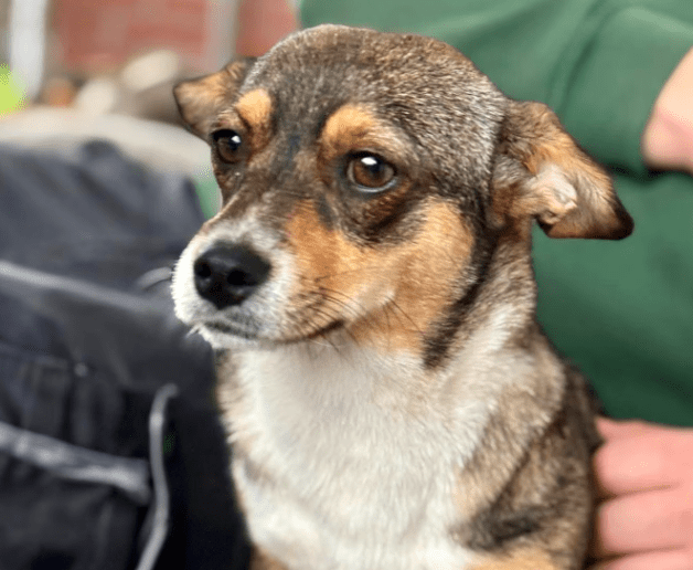 2025 10 09 14 47 32 chat teutrine, constanze microsoft teams