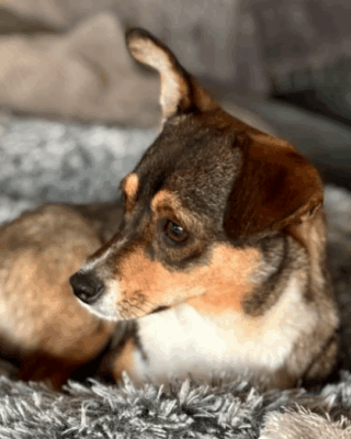 Tipsy (BV) Tipsy (BV)