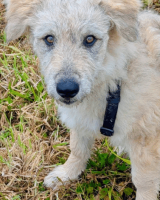 Quinn (BV) Quinn (BV)