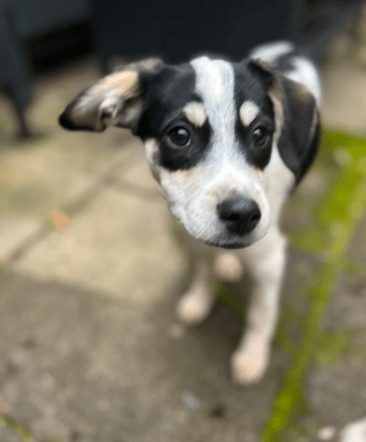 2025 10 23 17 43 43 chat schneider, david microsoft teams