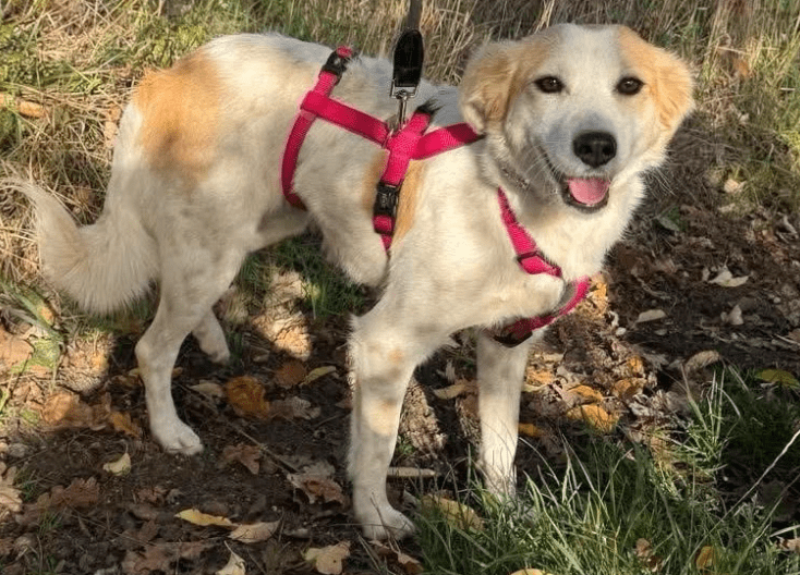 2025 10 23 17 48 30 chat schneider, david microsoft teams