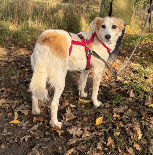 2025 10 23 17 48 39 chat schneider, david microsoft teams