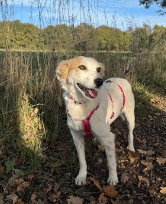 2025 10 23 17 48 45 chat schneider, david microsoft teams