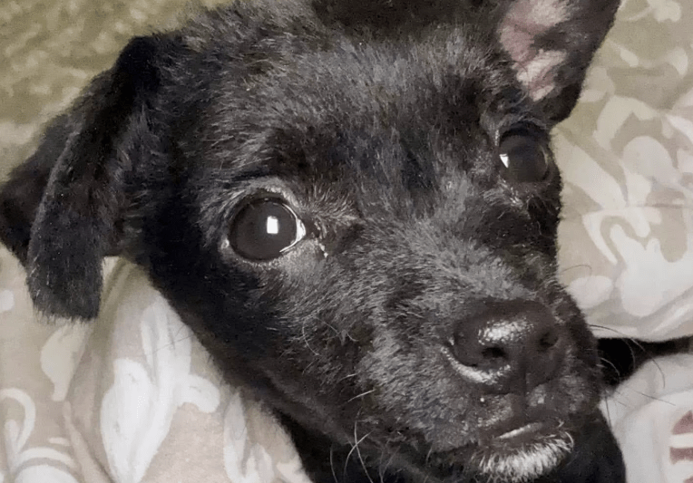 2025 10 23 18 01 46 chat schneider, david microsoft teams