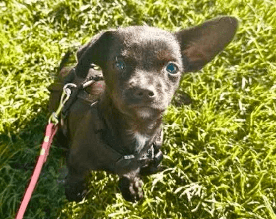 2025 10 23 18 01 52 chat schneider, david microsoft teams