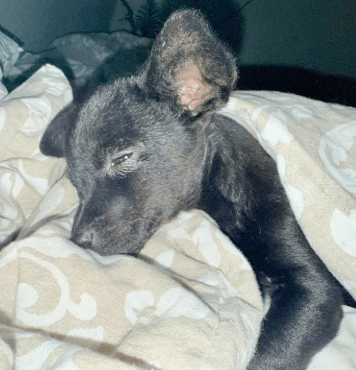 2025 10 23 18 01 57 chat schneider, david microsoft teams