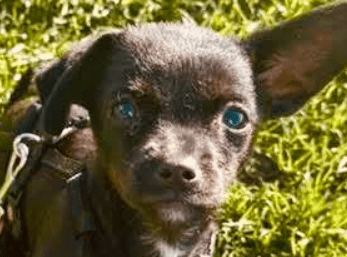 2025 10 23 18 02 01 chat schneider, david microsoft teams