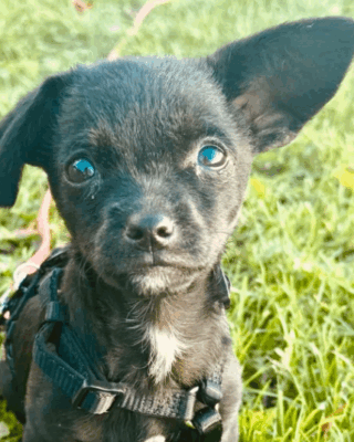 Jeska (BV) Jeska (BV)