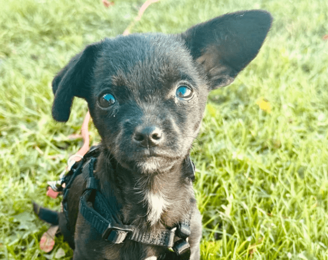 2025 10 23 18 02 07 chat schneider, david microsoft teams