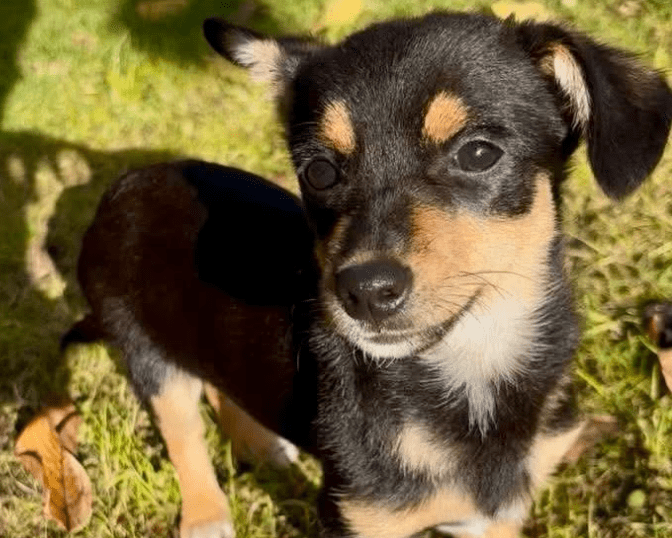 2025 10 23 18 03 39 chat schneider, david microsoft teams