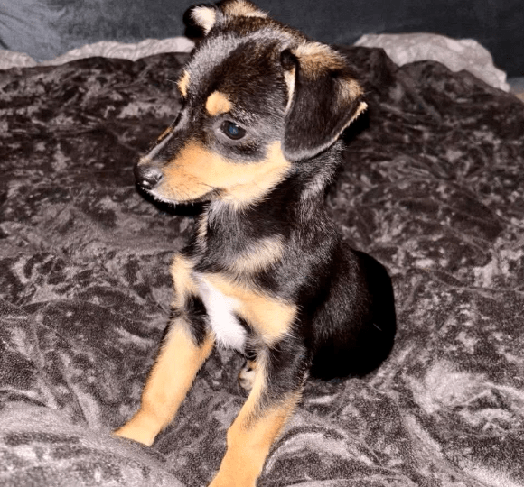 2025 10 23 18 04 09 chat schneider, david microsoft teams