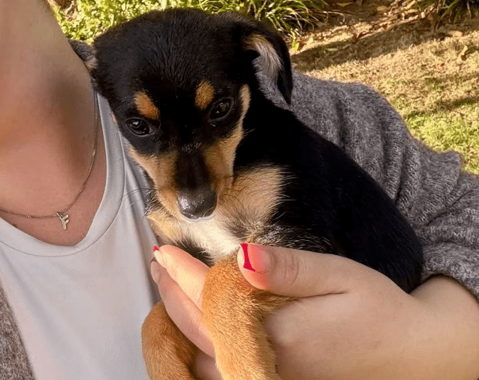 2025 10 23 18 04 27 chat schneider, david microsoft teams