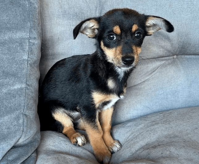 2025 10 23 18 04 34 chat schneider, david microsoft teams