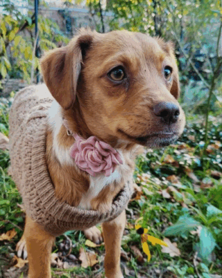 Questa (BV) Questa (BV)