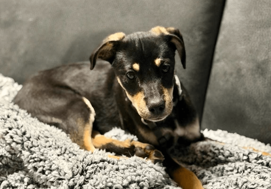 2025 11 06 11 16 46 ppm project initiation document sap btp neu.pptx powerpoint