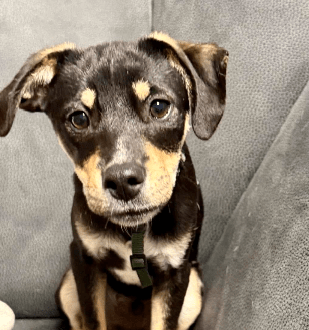 2025 11 06 11 16 51 ppm project initiation document sap btp neu.pptx powerpoint