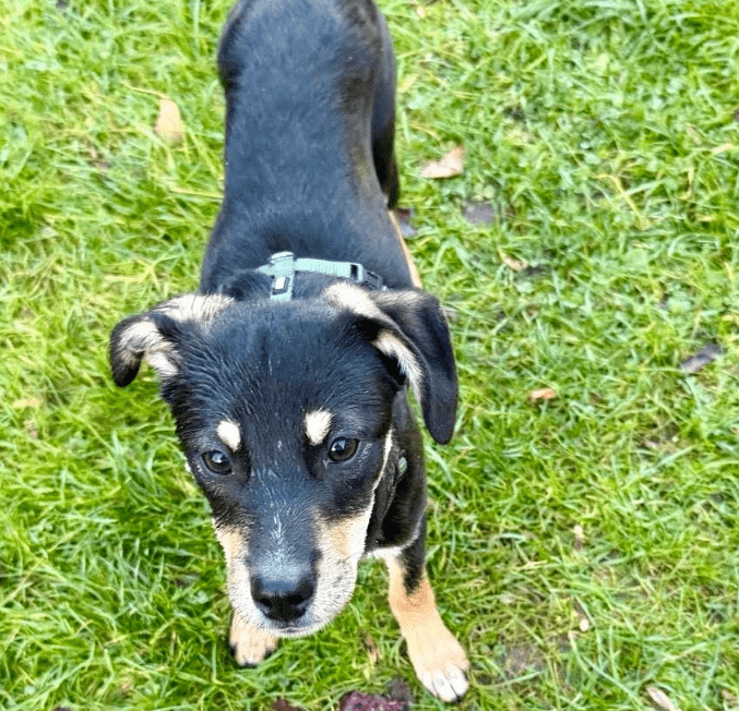 2025 11 06 11 17 05 ppm project initiation document sap btp neu.pptx powerpoint