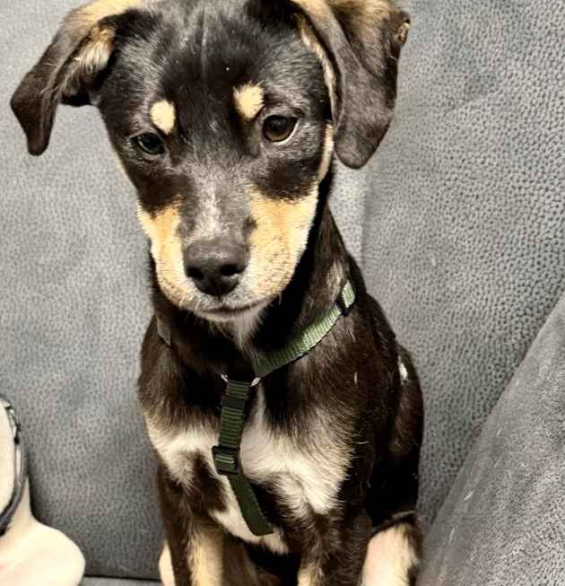 2025 11 06 11 17 13 ppm project initiation document sap btp neu.pptx powerpoint