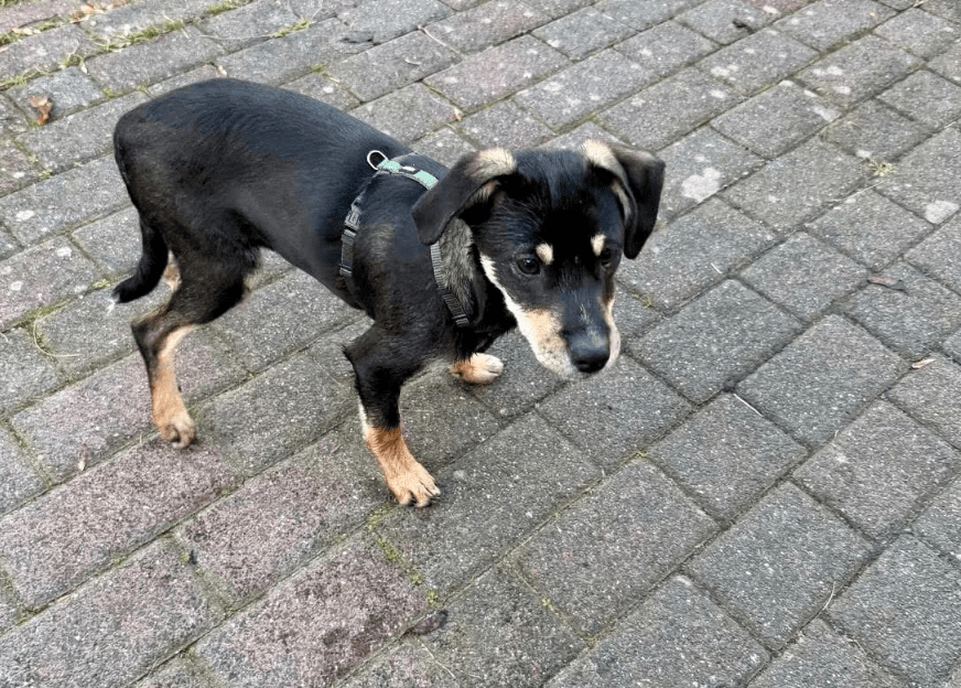 2025 11 06 11 17 21 ppm project initiation document sap btp neu.pptx powerpoint