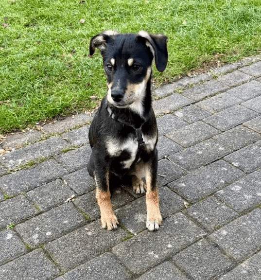 2025 11 06 11 17 25 ppm project initiation document sap btp neu.pptx powerpoint