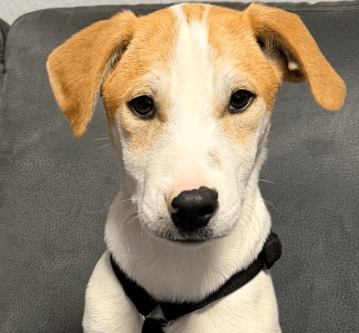 2025 11 06 11 18 37 ppm project initiation document sap btp neu.pptx powerpoint