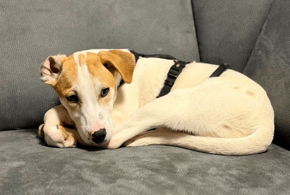 2025 11 06 11 18 44 ppm project initiation document sap btp neu.pptx powerpoint