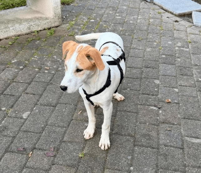 2025 11 06 11 18 49 ppm project initiation document sap btp neu.pptx powerpoint