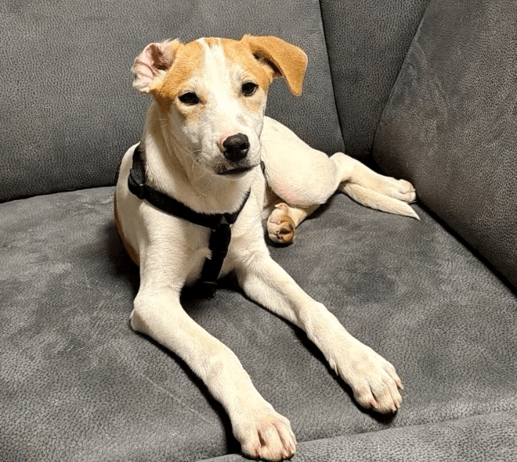 2025 11 06 11 18 53 ppm project initiation document sap btp neu.pptx powerpoint