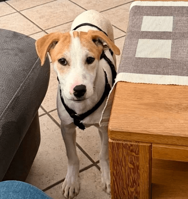 2025 11 06 11 18 59 ppm project initiation document sap btp neu.pptx powerpoint