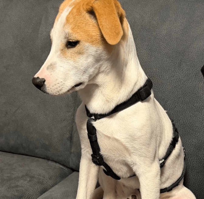 2025 11 06 11 19 03 ppm project initiation document sap btp neu.pptx powerpoint