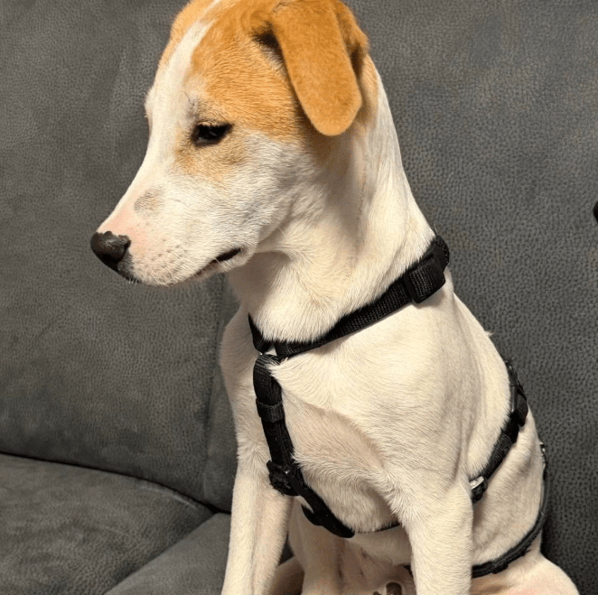 2025 11 06 11 19 11 ppm project initiation document sap btp neu.pptx powerpoint