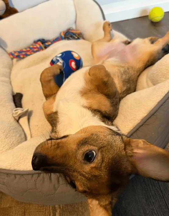 2026 03 03 13 08 10 SMC2SAPEmarsys Use Cases.pptx Zuletzt vom Benutzer gespeichert PowerPoint