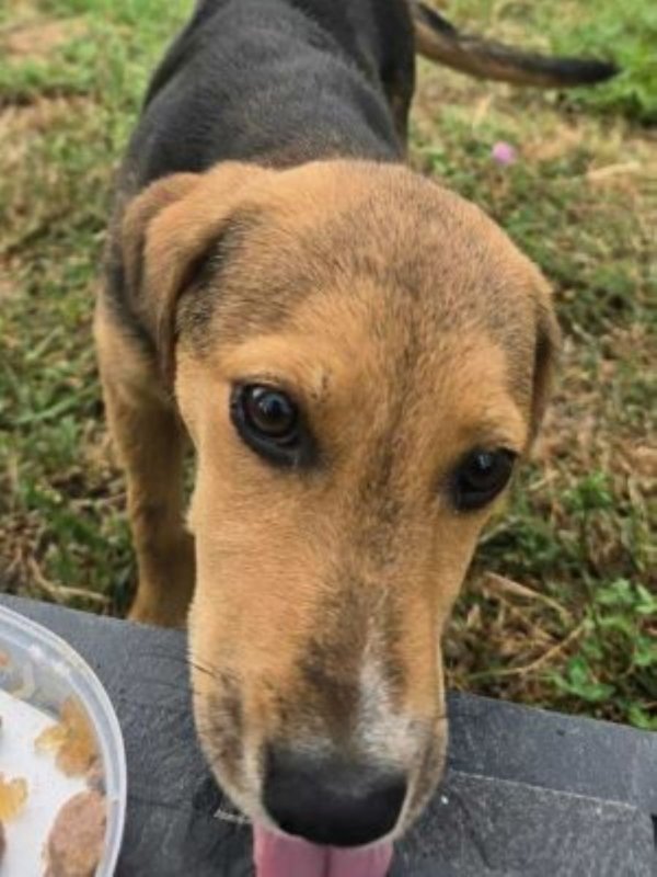 527416357 1435366461021801 7539409937451494955 n