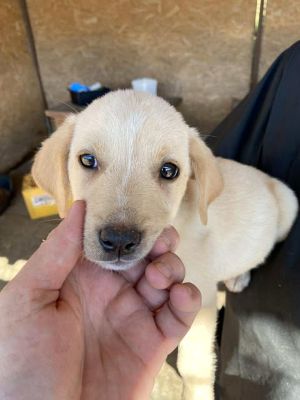 542018350 24537371569236772 2447289445517757799 n