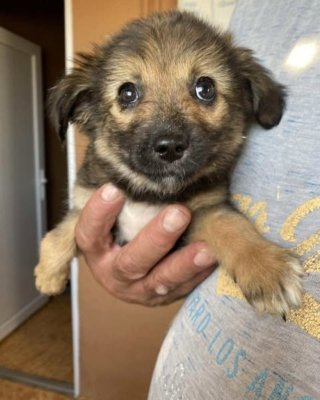 Zafira