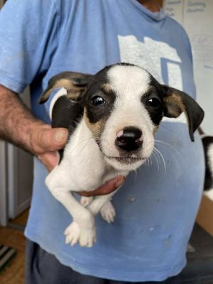 547053359 24611450385162223 3986547601652497697 n