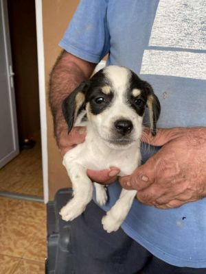 547220860 24611497135157548 1259356907918542473 n