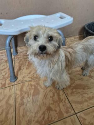 Virvi (BV) Virvi (BV)