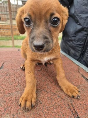 Milo
