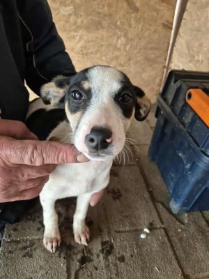 553428501 1703558236980237 2935247140873247669 n