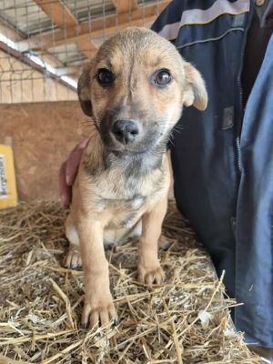 Yazoo (BV) Yazoo (BV)