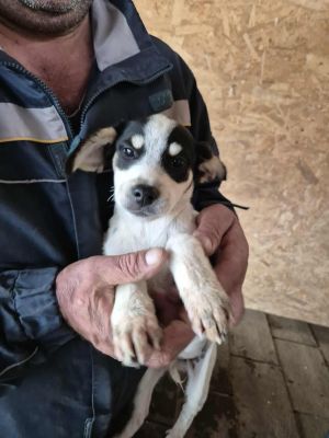 556128823 1526149802091729 6038464085342858028 n